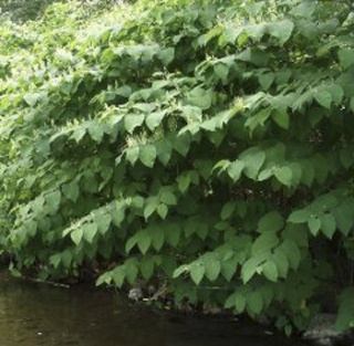 King County is holding a series of workshops designed to help property owners fight knotweed