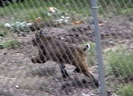 Bill Free captured what he thinks is a bobcat on his video camera roaming Renton Hill on Thursday.