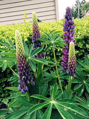The combination of rain and sun has made this a good year for growing Lupins