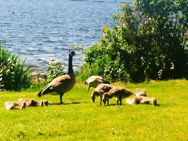 A happy family of geese at Gene Coulon Memorial Beach Park was sunbathing during last week’s warm weather.