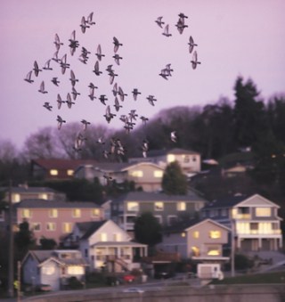 A flock of pigeons flies around the rooftops of downtown Renton