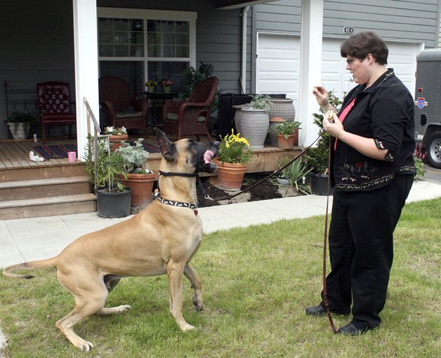 Julie Evans takes Spirit through his routine - with the help of some treats - at their home in the Highlands. Spirit plays Marmaduke the Great Dane in the movie of the same name that just opened nationwide.