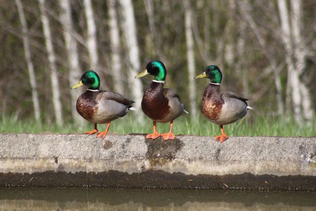 What has five legs and quacks? These three ducks at the South Treatment Plant in Renton.