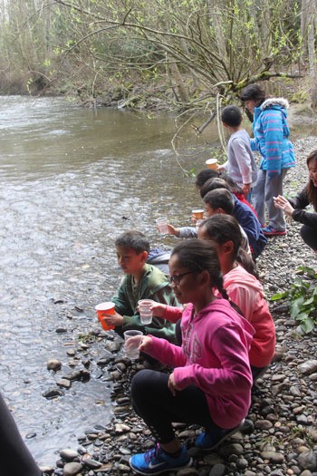 Apollo Elementary third grade students released 230 Coho Salmon into the Issaquah Creek on March 18.