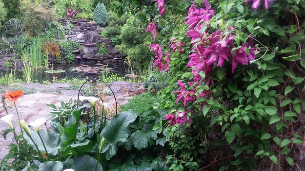Helga Jaques sent us a picture of her lush backyard