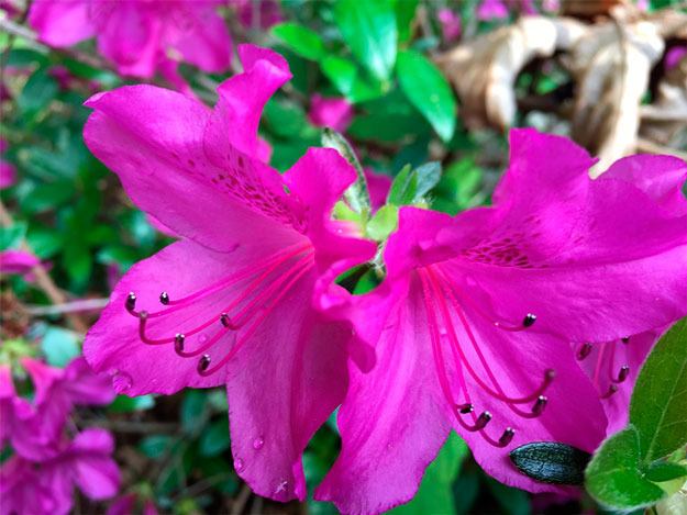 Gordon Steklenburg snaps a close-up of his azaleas that are in full bloom. Flowers with bright