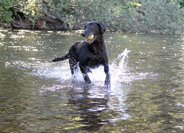 The ever-playful Shelby stays cool by playing fetch in the Cedar River this week with her human