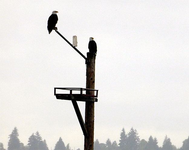 This past weekend's rain didn't seem to bother this pair of eagles