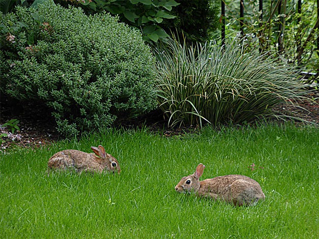 “When the sun came out on Sunday so did this pair of rabbits. They munched on something in my neighbor’s grass and posed for a picture rather nicely.”
