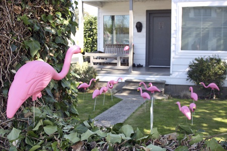 Kentwood band teacher Mike Simpson got flocked at his home on the corner of Williams Street North and North Fifth Street. High school seniors placed plastic flamingos in his front yard in the dead of night.