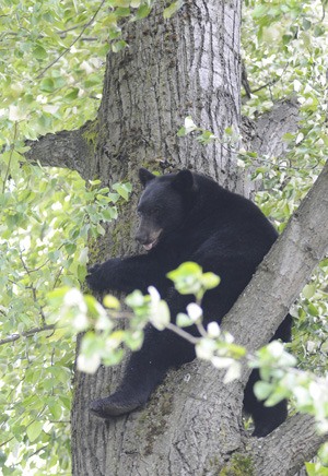 A black bear spent part of mid-day Monday roaming through the Highlands and seeking refuge in a tree before it was safely captured and taken to the Cascades.