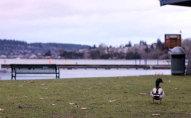 A duck contemplates a swim at the empty Gene Coulon Park swimming area this week. More perfect weather for a duck on tap for this weekend.