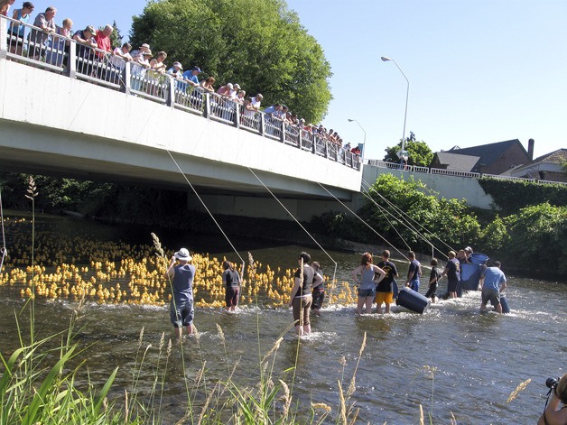 A large crowd watches from the Wells Avenue Bridge over the Cedar River Sunday as volunteers get ready to scoop up the 'participants' in the Rubber Ducky Race.