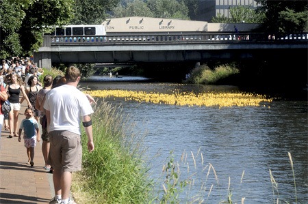 Crowds watch from along side the Cedar River Sunday as hundreds of rubber duckies make their slow way down the  river in the IKEA Renton River Days Rubber Ducky Race.