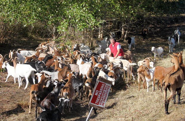 Tammy Dunakin stands among her goats Wednesday at a half-acre site on Talbot Hill where they were close to finishing their job.