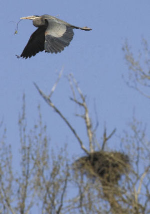 A coastal blue heron with a twig in its beak flies past an eagle nest as it heads toward a nesting colony Wednesday at Black River Riparian Forest.About 160 herons are nesting in the colony