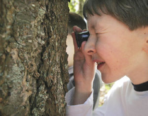 Derek Strom looks for ants on a Douglas fir tree using a loupe in Sierra Heights Elementary School’s outdoor classroom last Wednesday.