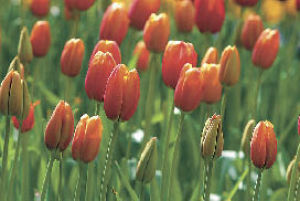 Tulips attract with their delightful colors
