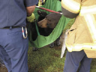 It took several public safety officials to lift the black bear that fell from a Kennydale tree and place him in an animal control truck April 23.. The bear is awaiting treatment for a dislocated hip and fractured ball joint at PAWS Wildlife Center in Lynnwood.