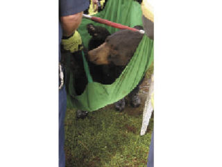 This black bear was tranquilized after climbing into a tree in Kennydale.