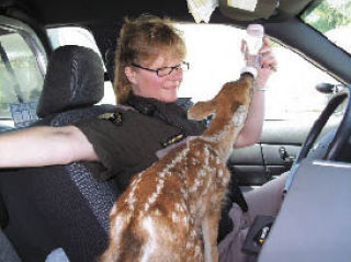 Sheriff’s deputy Julie Loofbourow gives water to a fawn found near Cedar Grove Road