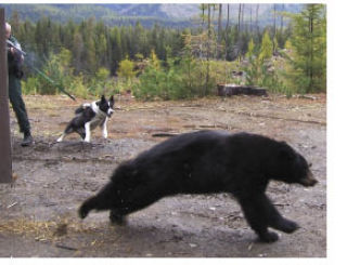 Mishka barks and Fish and Wildlife Officer Bruce Richards (obscured by trap door) fires a beanbag shot at a relocated bear during a “hard release” last fall.