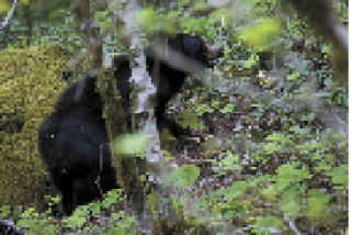 The Kennydale Bear has not been spotted by wildlife agents since its early June release into the Cascade Mountains.