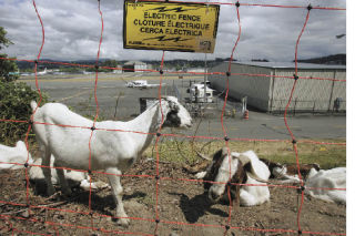 An electric fence pens in about 100 goats eating blackberry brambles and other vegetation alongside the Renton Municipal Airport Friday. They’ll be at work until Thursday or Friday.