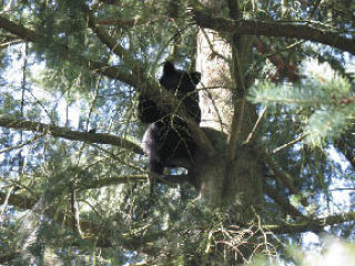 A bear cub clings to a tree Monday just off 148th Avenue near May Valley Road.