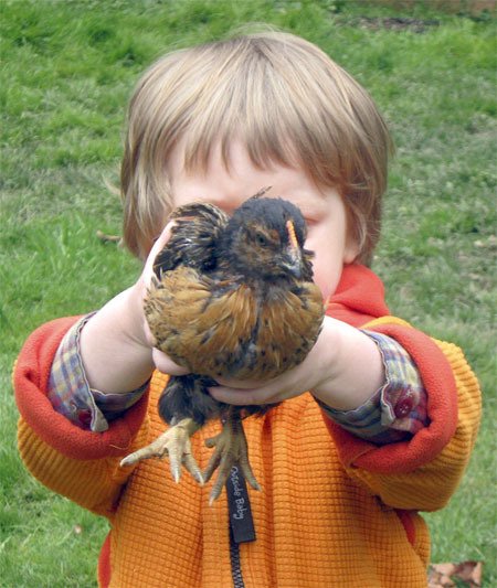 Three-year-old Patrick has become somewhat of the chief chicken wrangler at the Ossorio spread in east Renton.