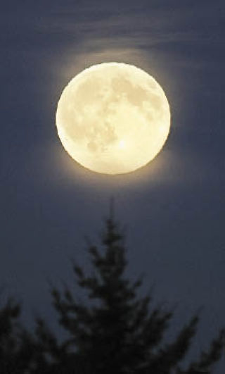 It’s fall and that brings a full harvest moon that seems to just sit on an evergreen tree.