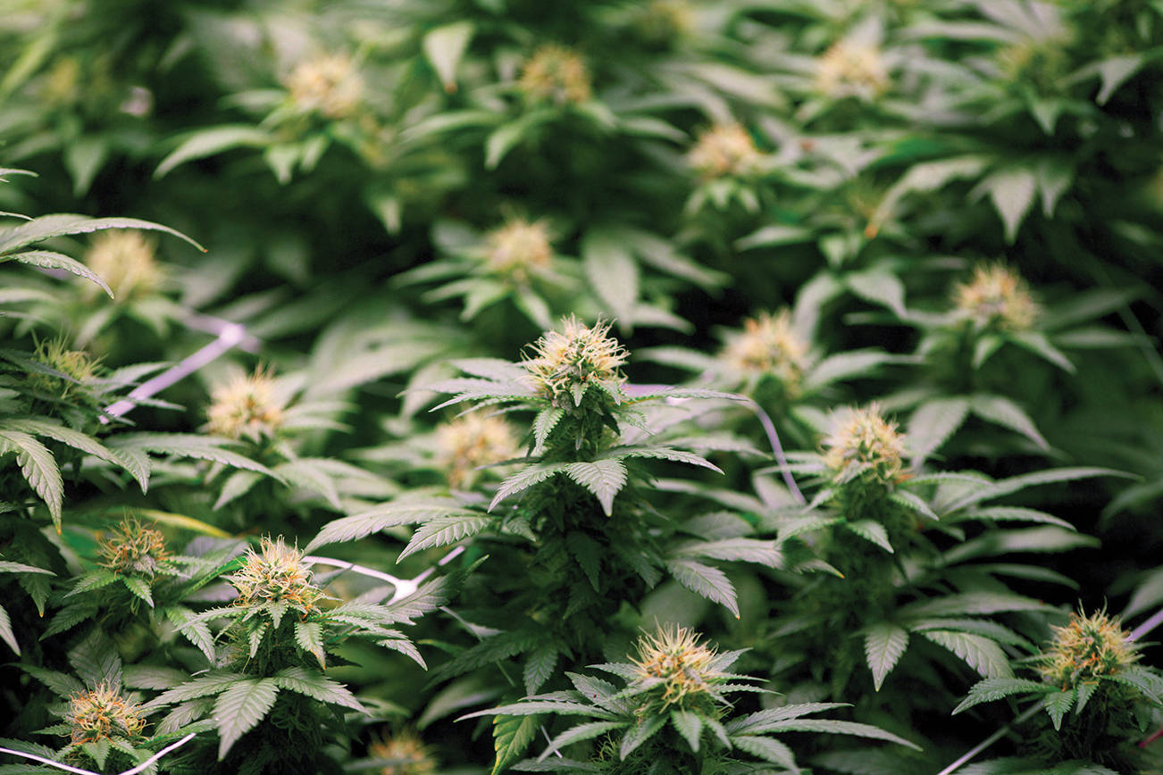 Legislature bills could change the marijuana industry