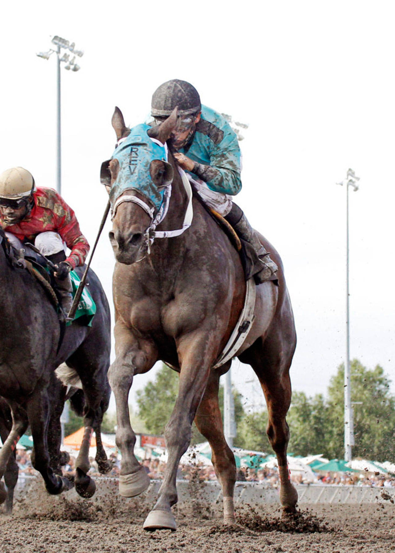 The Frank Lucarelli-trained Mach One Rules captured three stakes, set fast times at two distances and finished runner-up in the Longacres Mile this season at Emerald Downs. COURTESY TRACK PHOTO