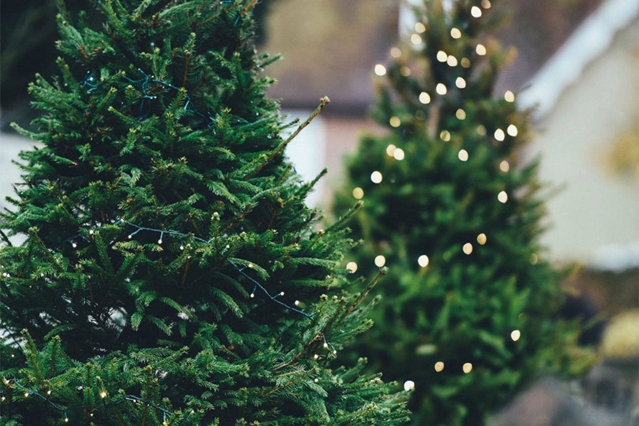 11 facts about Christmas trees for this holiday season