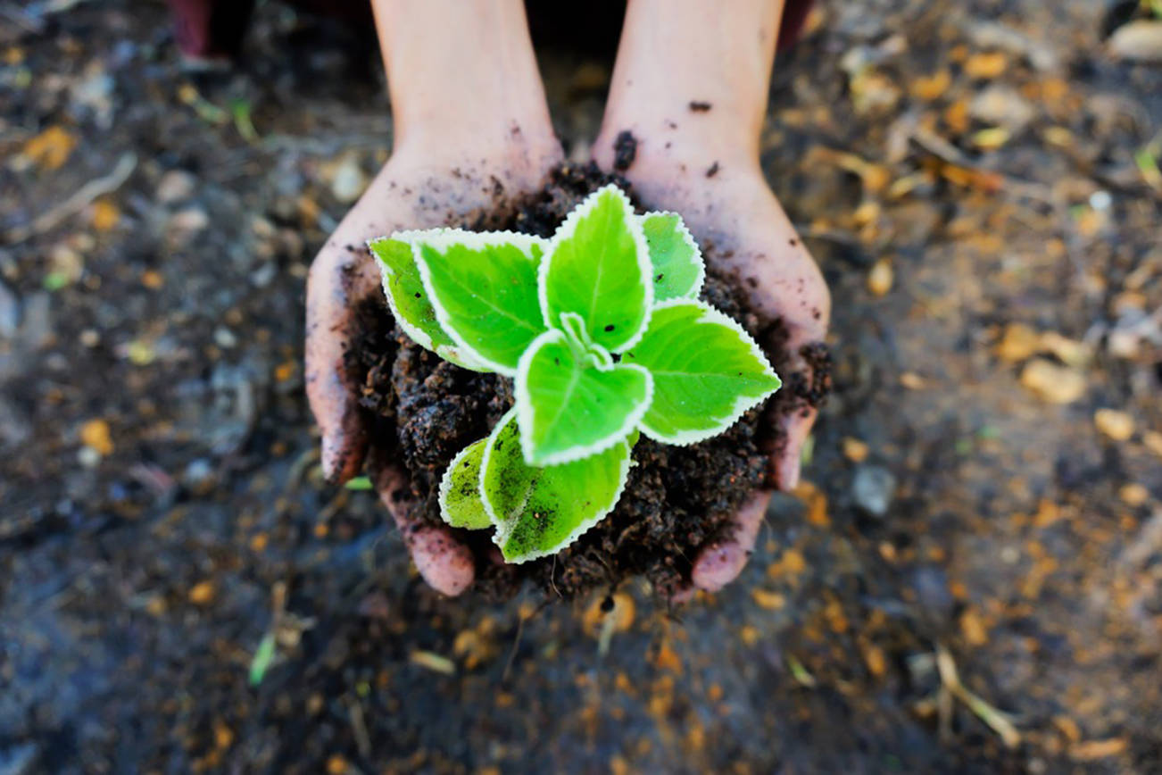 Free class on soil and plants scheduled for Feb. 10