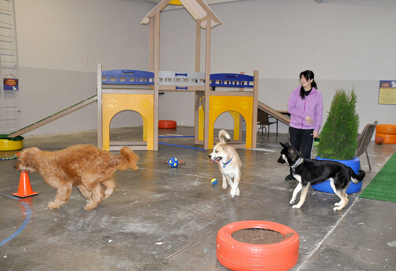 Play Area for dogs
