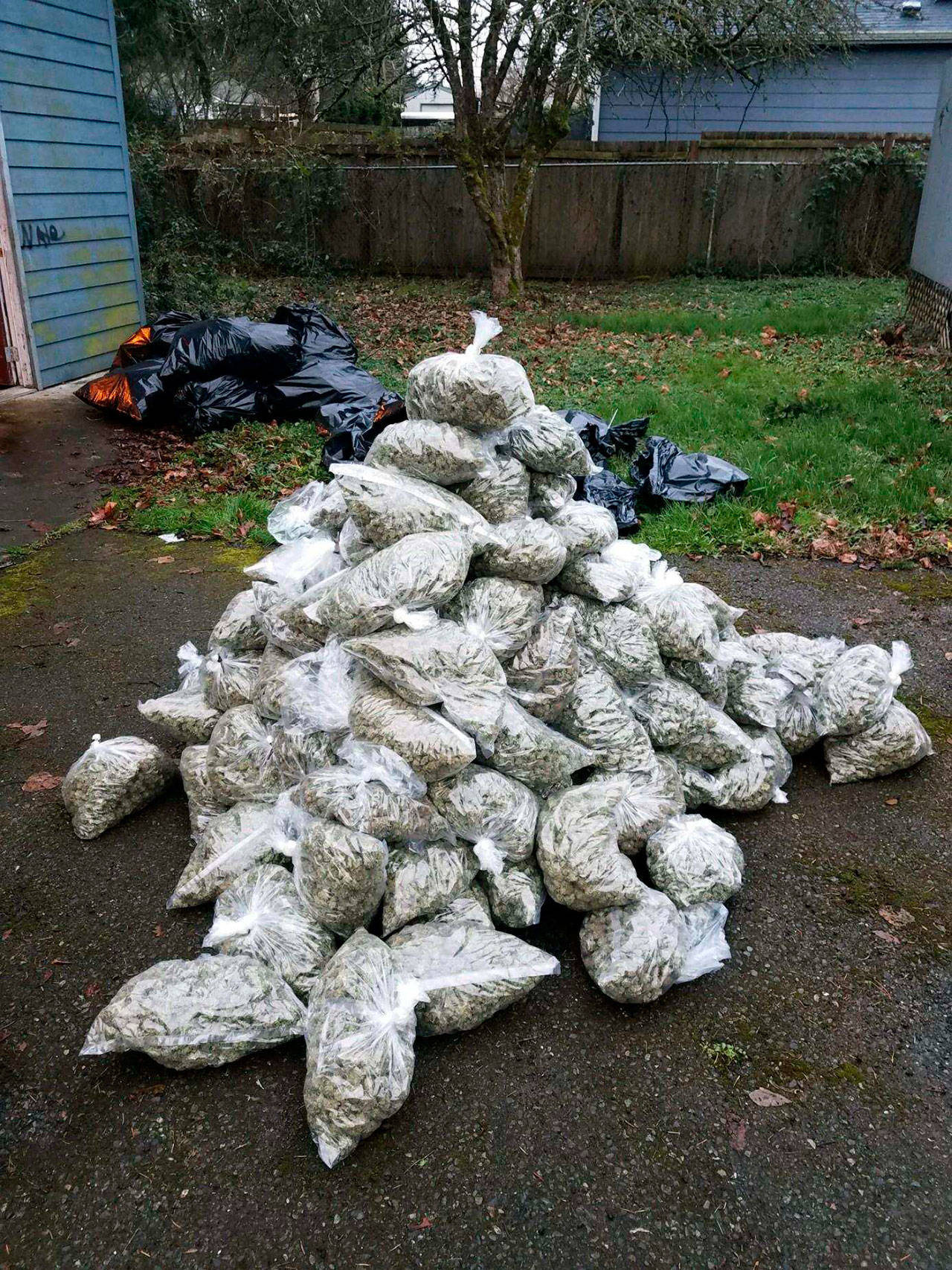 Detectives seize nearly $10 million of illegal marijuana in Renton, other cities