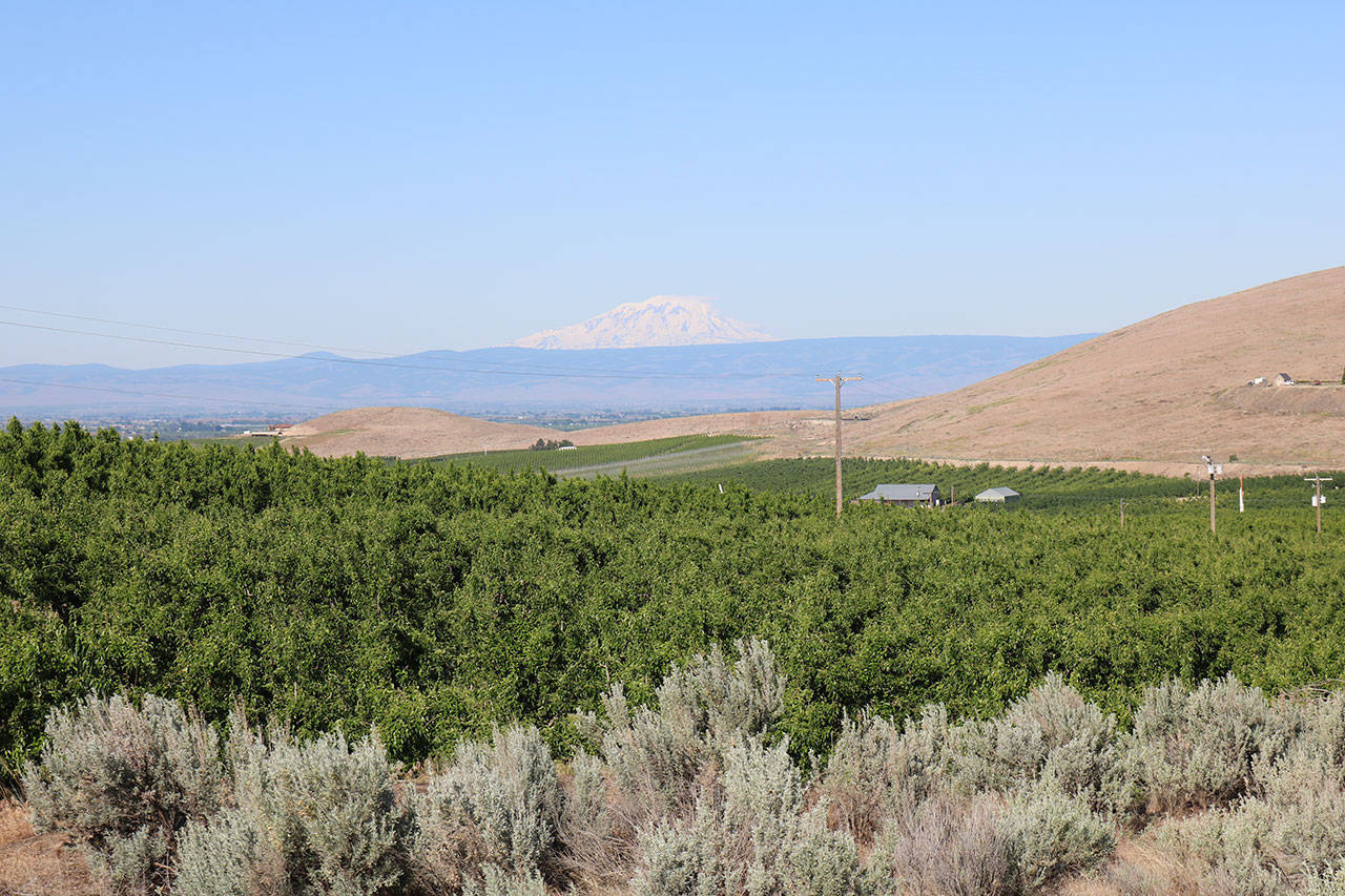 Mt. Adams is visible in the distance above fields of fruit trees in the lower Yakima Valley. Kachess Lake is one of the lakes which provides irrigation water to the valley. A drought pump could be installed which could reduce the lake’s recreation appeal for campers. Aaron Kunkler/Staff photo