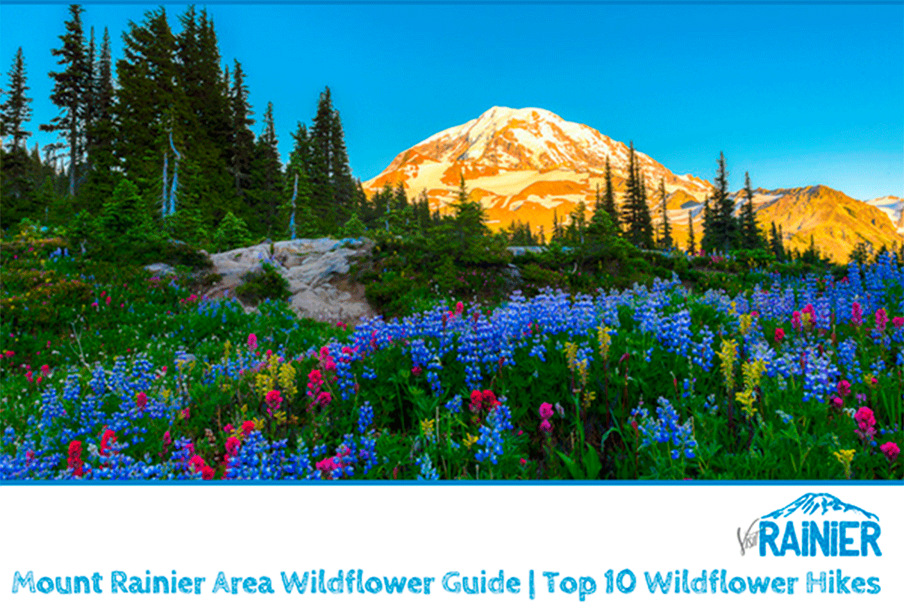 Wildflower Season at Mount Rainier