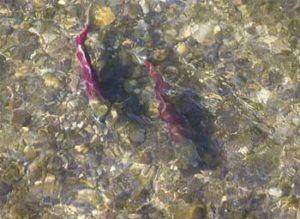 From the Reporter archive: Two salmon swim past the downtown Renton library in 2013.