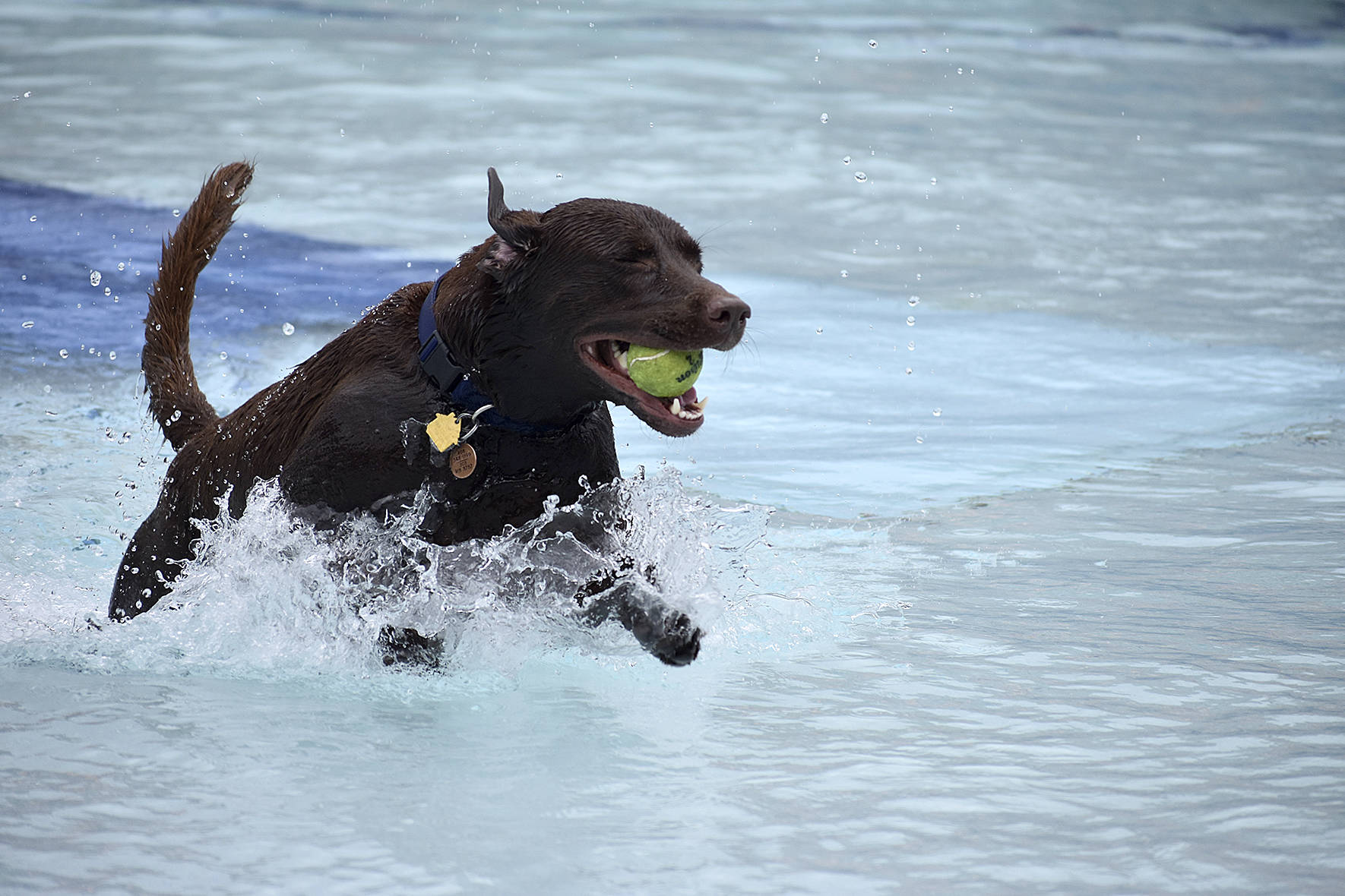 Photo gallery: Pooches have a splashin’ good time