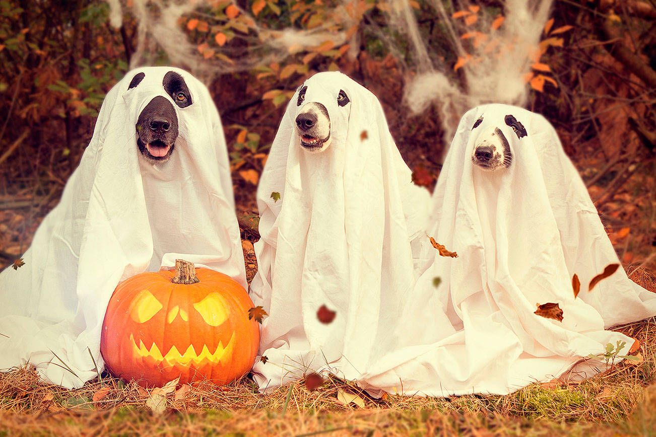 Top five ways to keep pets safe on Halloween