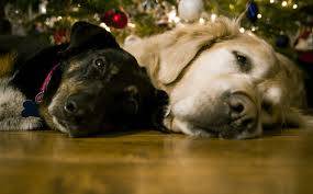 Holiday preparations for pet owners this season