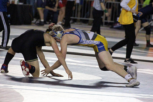Hazen wrestlers at the Mat Classic. Photos by Vicki Maddy