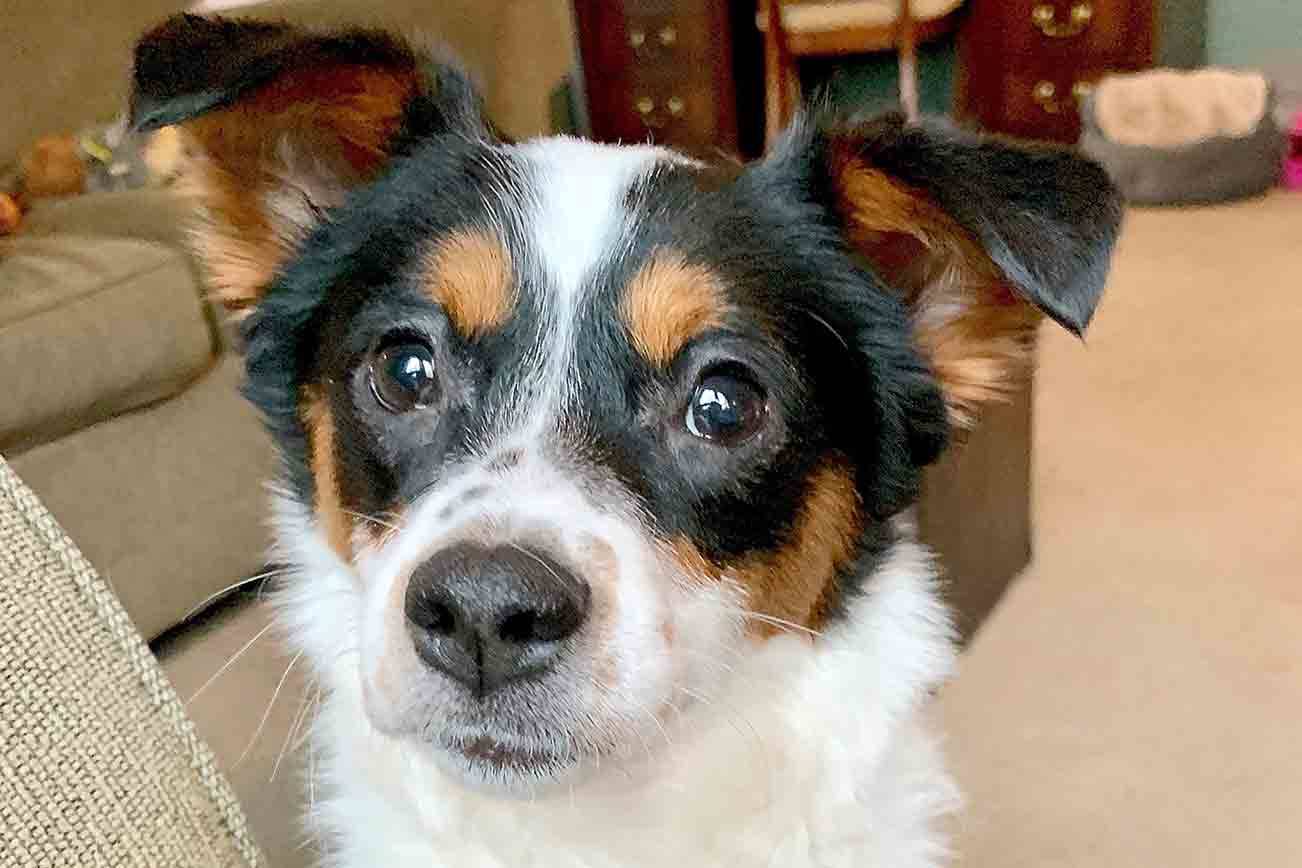 Hazen soccer team reunites lost puppy with foster mom