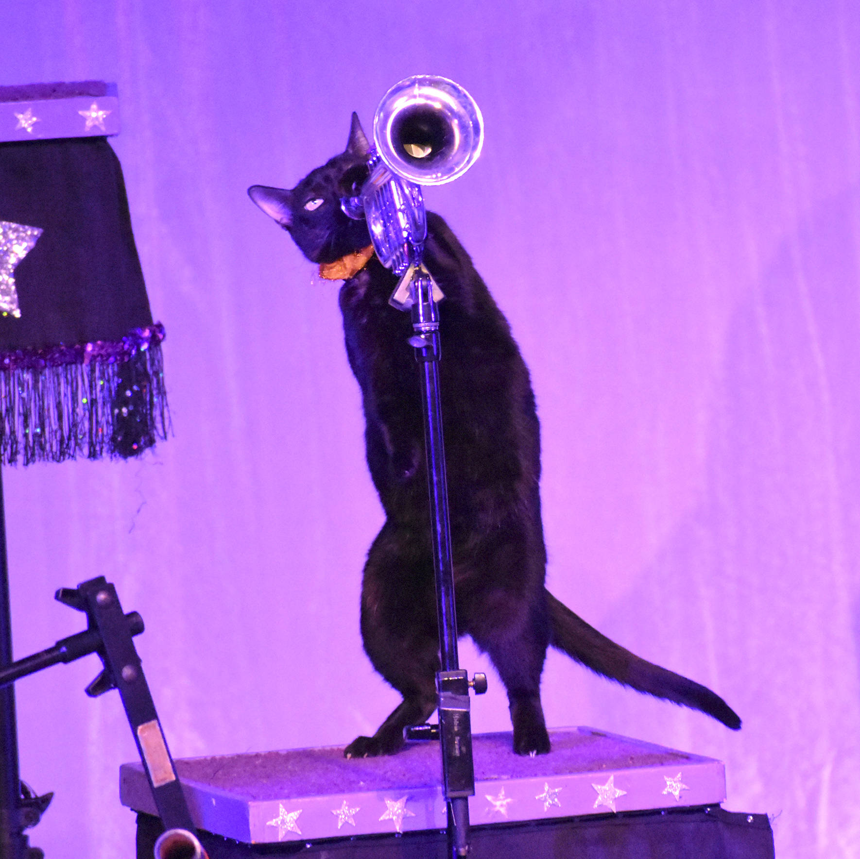 Buggles plays the trumpet at the Acro-Cats with the Rock Cats Performance at the Carco Theatre in Renton on May 21. This is the first of three shows the Rock Cats will be performing. Photo by Kayse Angel