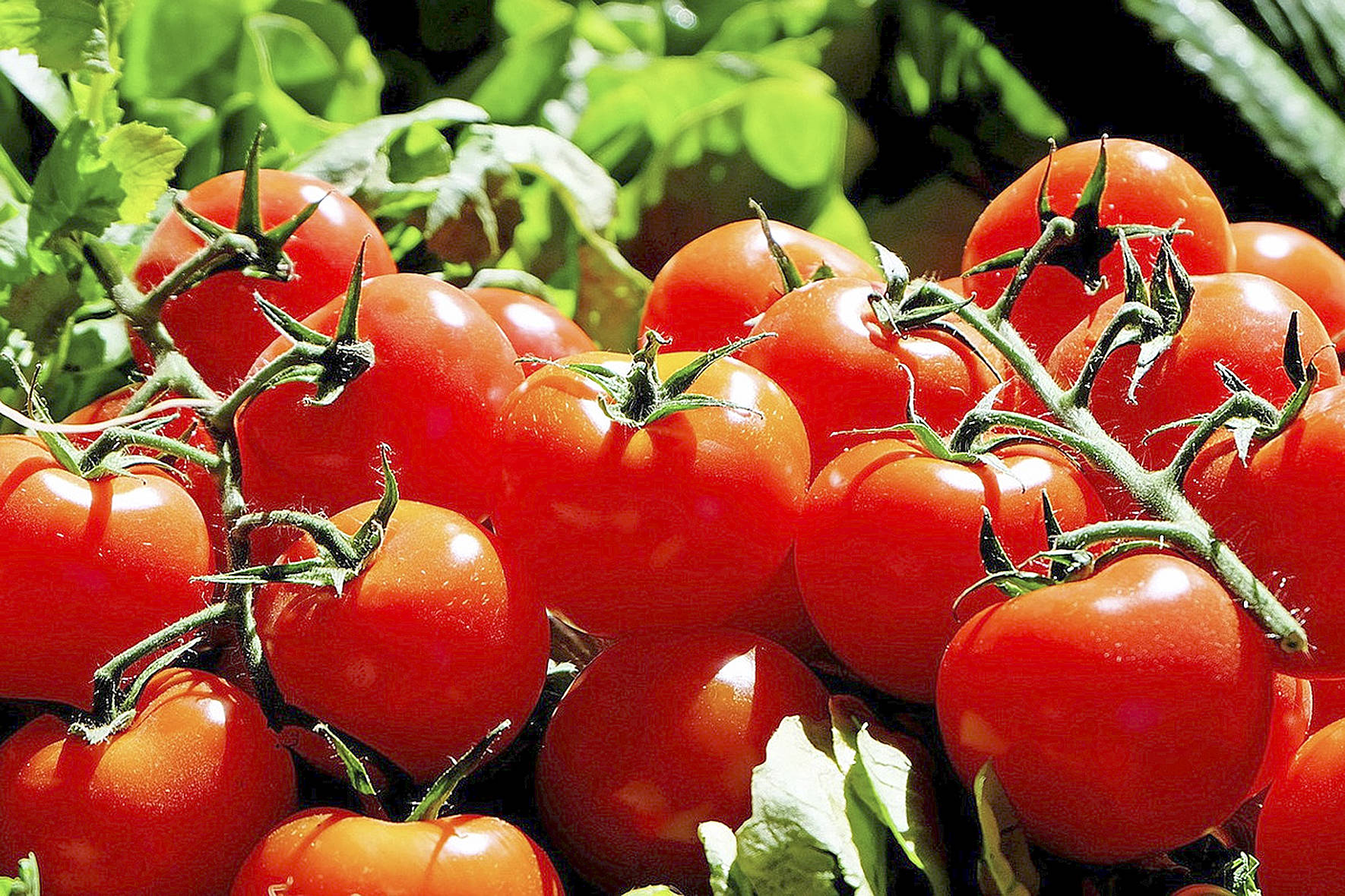 Top tips for a season filled with ripe tomatoes