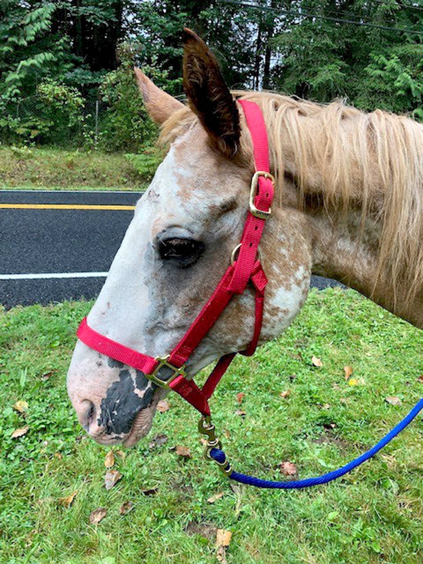 A 20-year-old, starving horse was found near Cedar River Elementary School died a few days after being picked up by the county. King County investigators are looking for the horse’s owners. Photo courtesy of King County.