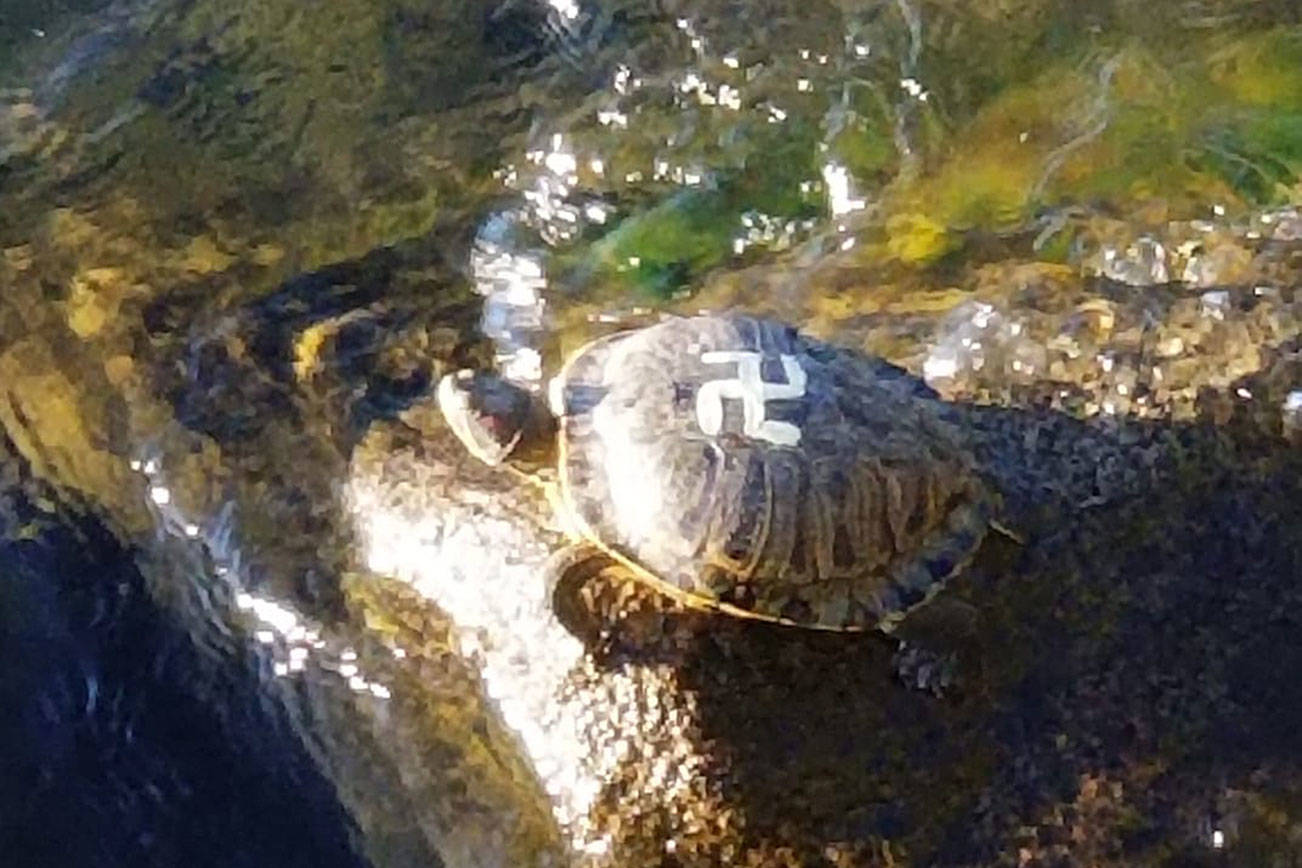 Turtles tagged with bright swastikas were spotted at Gene Coulon Memorial Park Beach on Tuesday. Courtesy photo