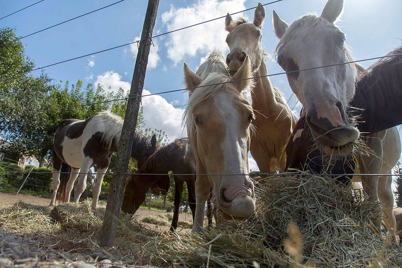 Horses seized in Enumclaw after allegations of hoarding, abandonment
